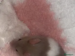 Hamster rodents Hamster with enclosure - Advert 2