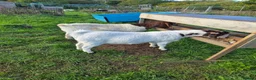 Goats livestock for sale: Two boer nanny goats in Mansfield - Advert 3