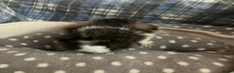 Guinea Pig rodents for sale: Lots of lovely baby guinea pigs for sale - Advert 21