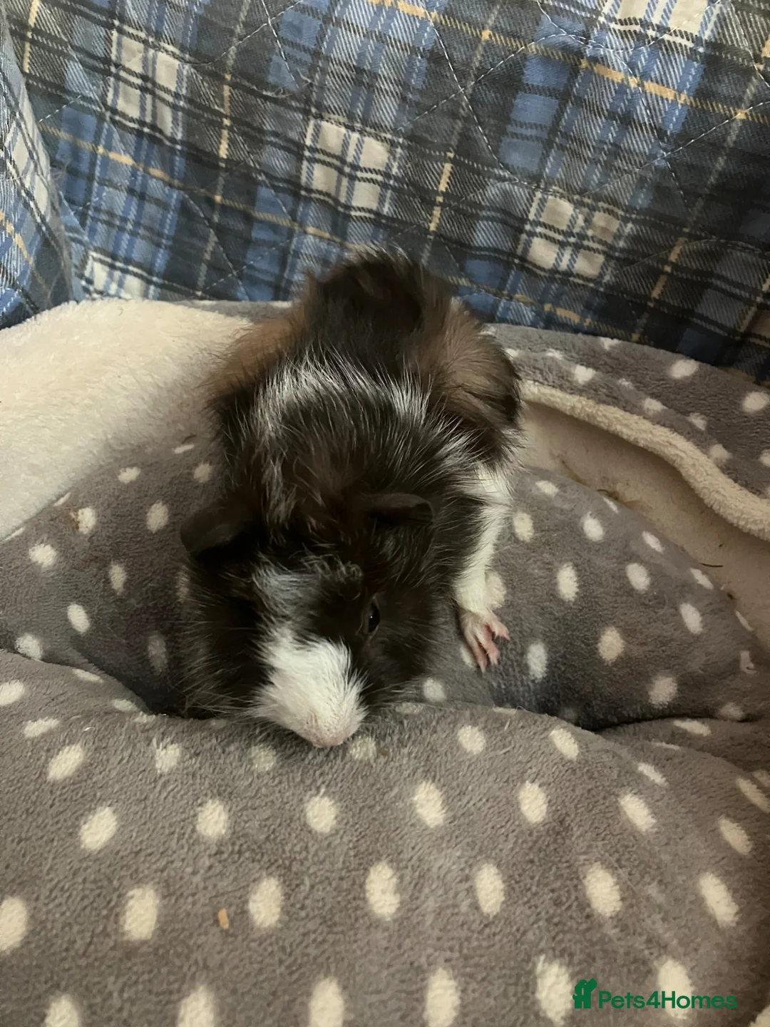 Guinea Pig rodents for sale: Lots of lovely baby guinea pigs for sale - Advert 21