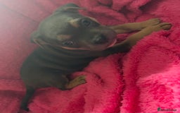Mixed Breed dogs for sale: Beautiful chunky bully cross staffy pups tri /fawn - Image 6