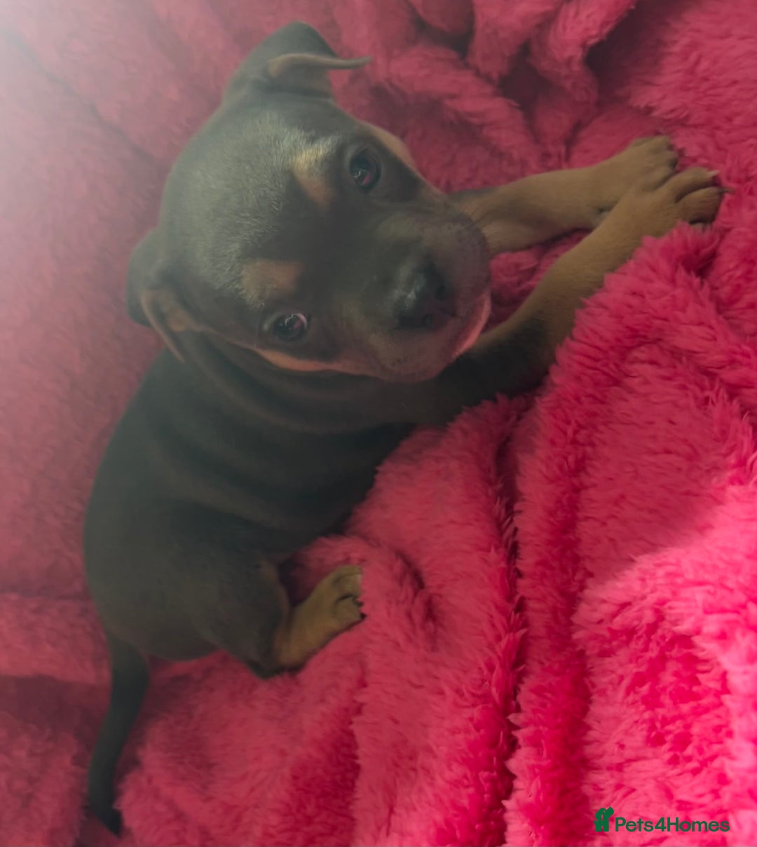 Mixed Breed dogs for sale: Beautiful chunky bully cross staffy pups tri /fawn - Image 6