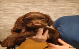 Cocker Spaniel dogs for sale: Chocolate working cocker spaniel puppies - Image 6