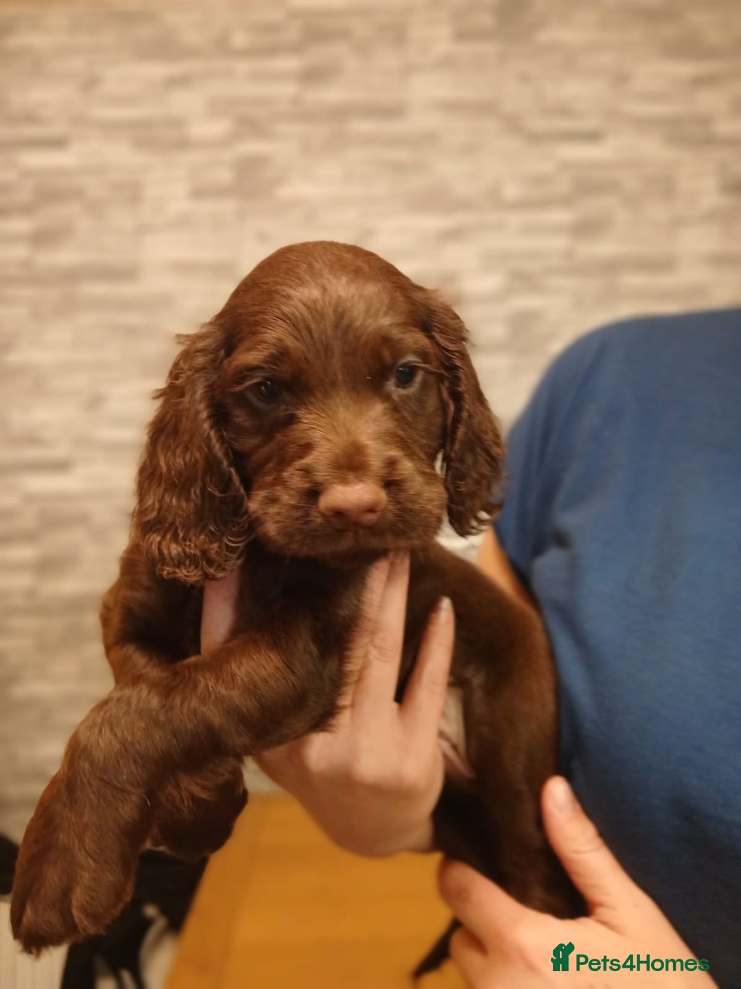Cocker Spaniel dogs for sale: Chocolate working cocker spaniel puppies - Image 6