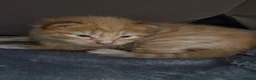 Mixed Breed cats for sale: 2 Orange boys  - Advert 4
