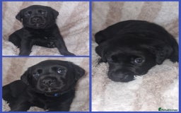 Mixed Breed dogs for sale: Rottador puppies for sale - Image 4