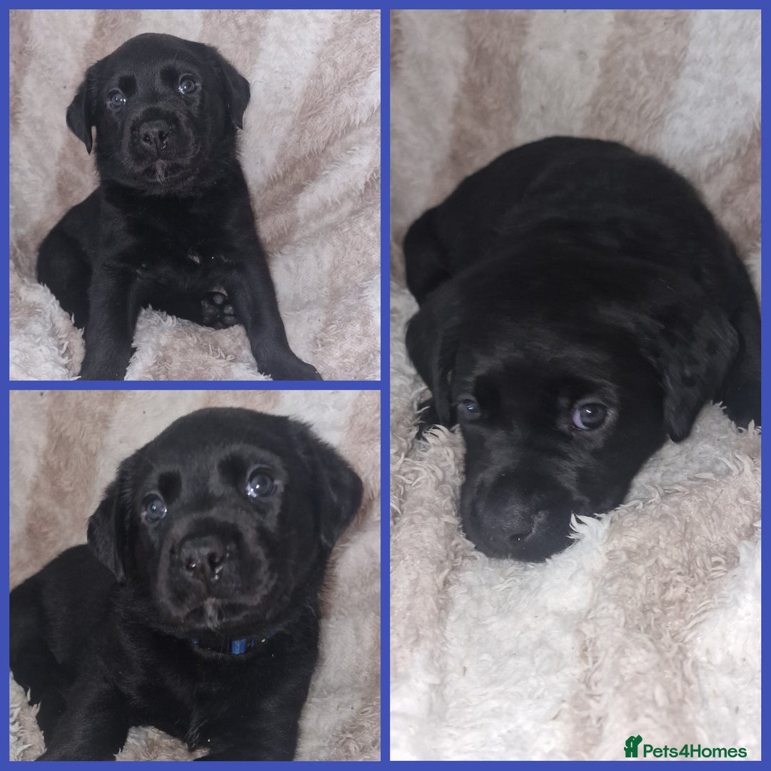 Mixed Breed dogs for sale: Rottador puppies for sale - Image 4