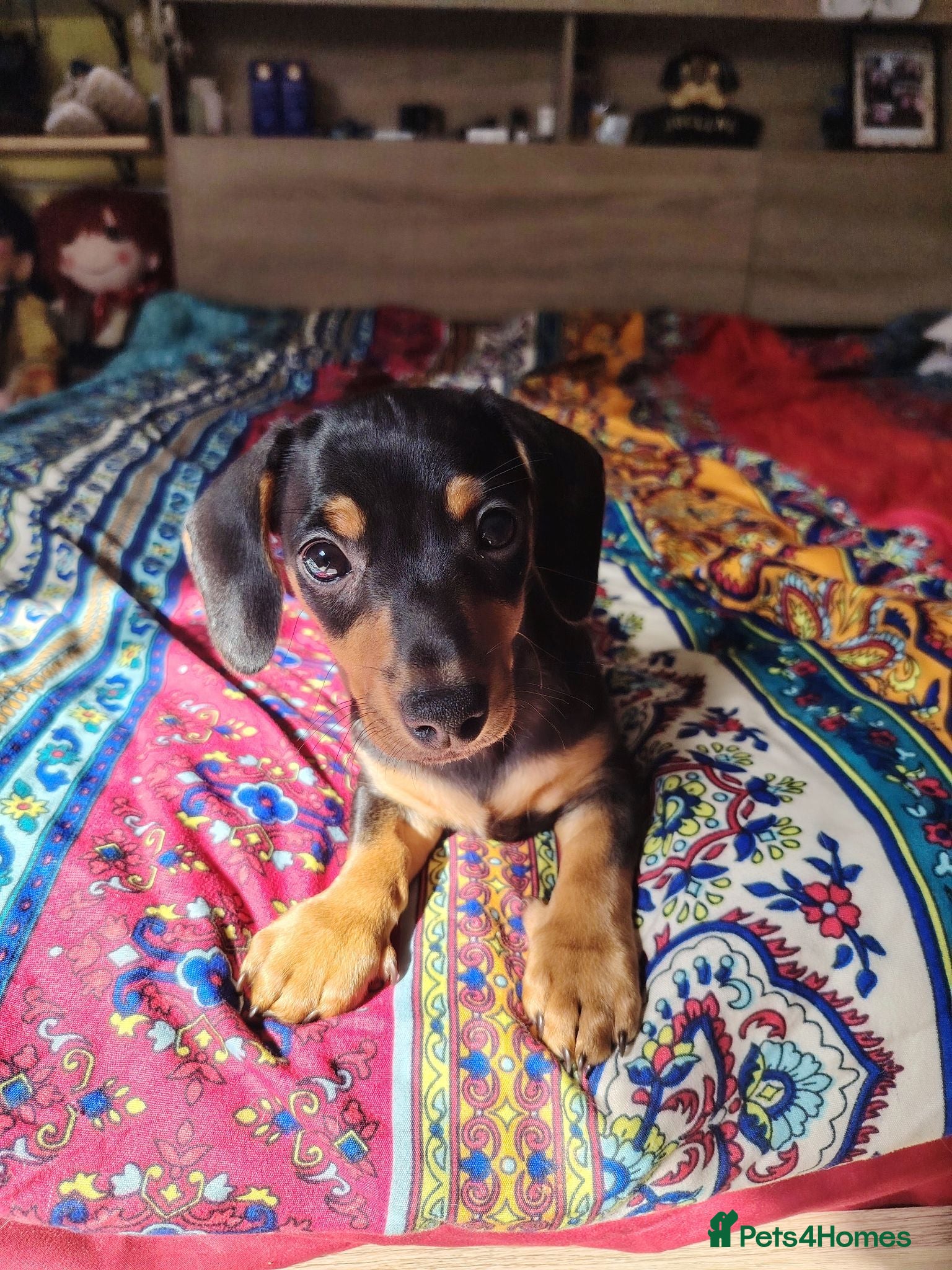Jackshund dogs Jack Russell x dachshund  - Advert 1