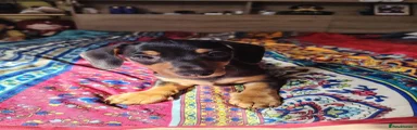Jackshund 
