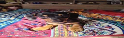 Jackshund dogs for sale: Jack Russell x dachshund  - Advert 1