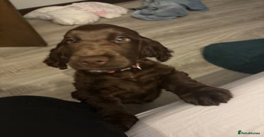 Cocker Spaniel dogs - Advert 4