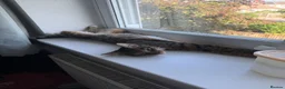 Mixed Breed cats for sale: 2 kittens and mum for rehoming-  **   in Herne Bay - Advert 12
