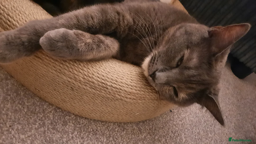 British Shorthair cats for sale: 2 Beautiful Domestic BSH Kittens (2 Females) - Advert 7