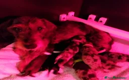Miniature Dachshund dogs for sale: MINI WIRE READY NOW PRA LAFORA CLEAR  - Image 4