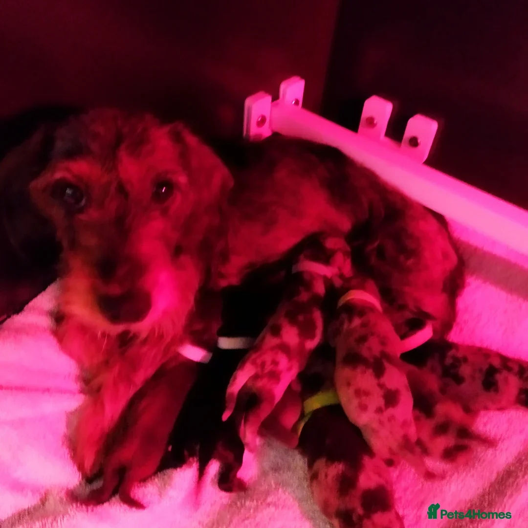 Miniature Dachshund dogs for sale: MINI WIRE READY NOW PRA LAFORA CLEAR  - Image 4