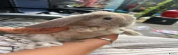 French Lop rabbits for sale: Beautiful litter of Giant French lops  - Advert 3