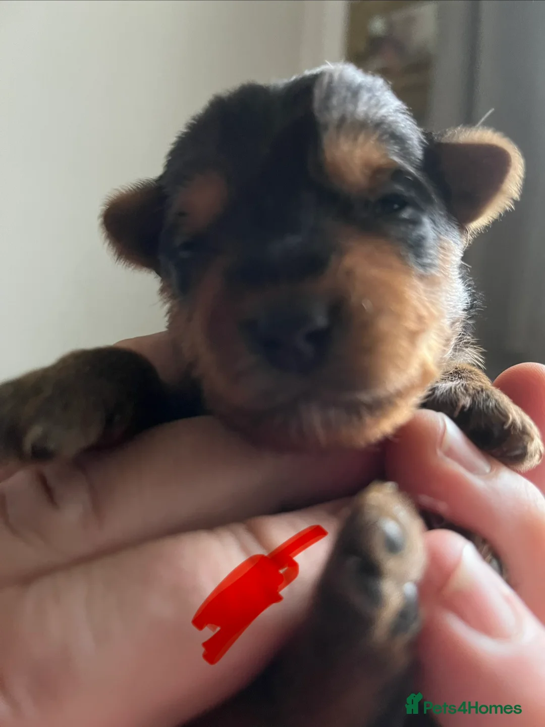 Yorkshire Terrier dogs for sale: Beautiful Yorkshire Terrier puppies - Advert 18