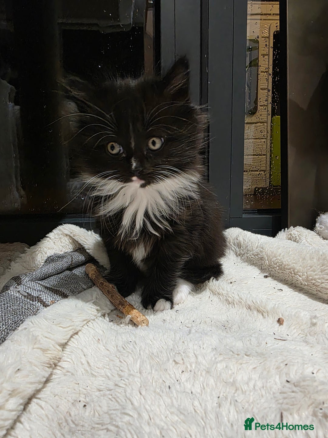 Siberian cats for sale: Siberian kittens for sale  - Advert 2