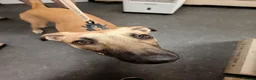 Lurcher dogs for sale: Simba looking for good home - Advert 4