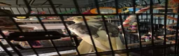 Cockatiels birds for sale: Male cockatiel  needs loving  home  - Advert 3