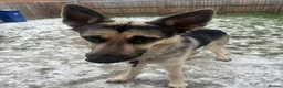 German Shepherd dogs for sale: Male German shepherd for rehoming - Advert 2