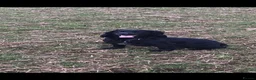 Cocker Spaniel dogs for sale: Kc Registered Cocker Spaniel Pups - Advert 7