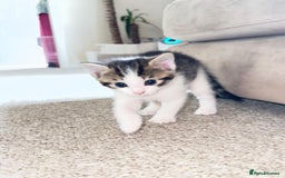 Bengal cats for sale: Kittens for sale- Ready soon 🐾 🩷💙 - Image 7