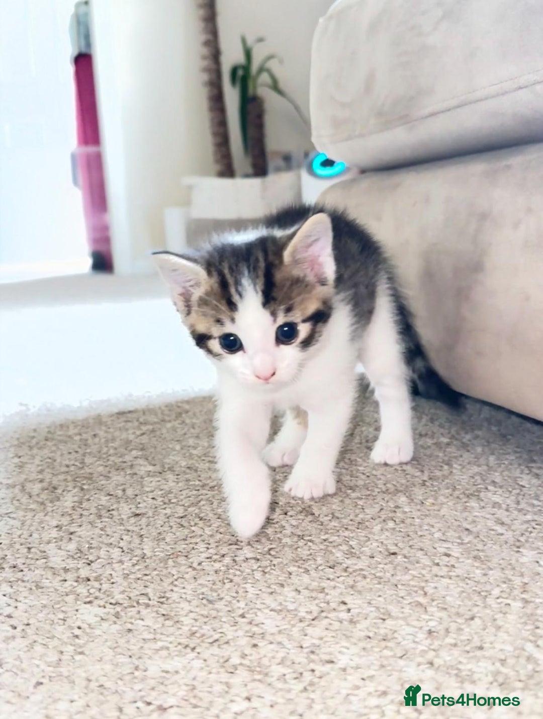 Bengal cats for sale: Kittens for sale- Ready soon 🐾 🩷💙 - Image 7