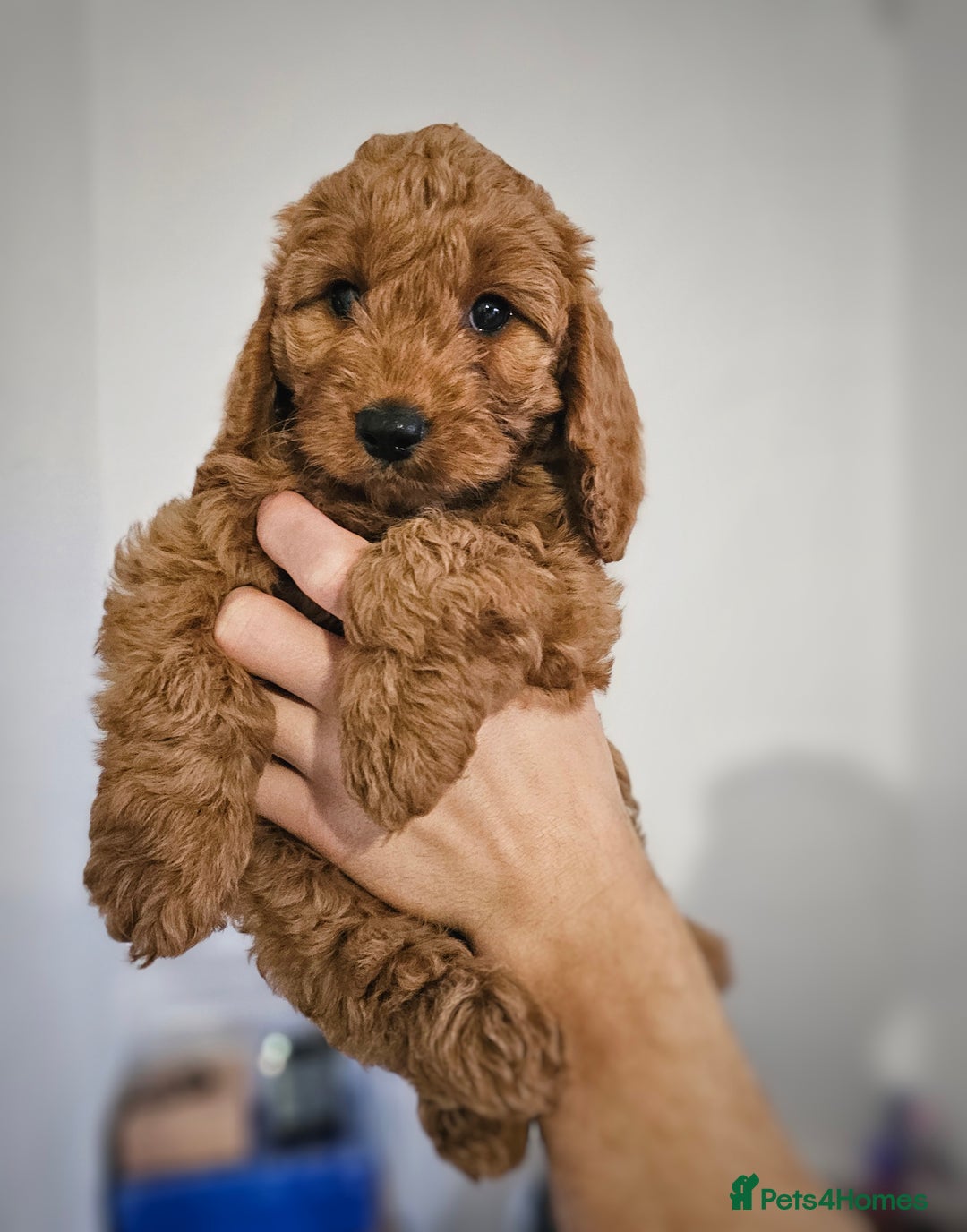 Cavapoo dogs for sale: Adorable F1B Cavapoo girl - teddy bear for sale  - Image 7