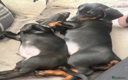 Dachshund dogs for sale: Dachshund puppy male - Advert 13