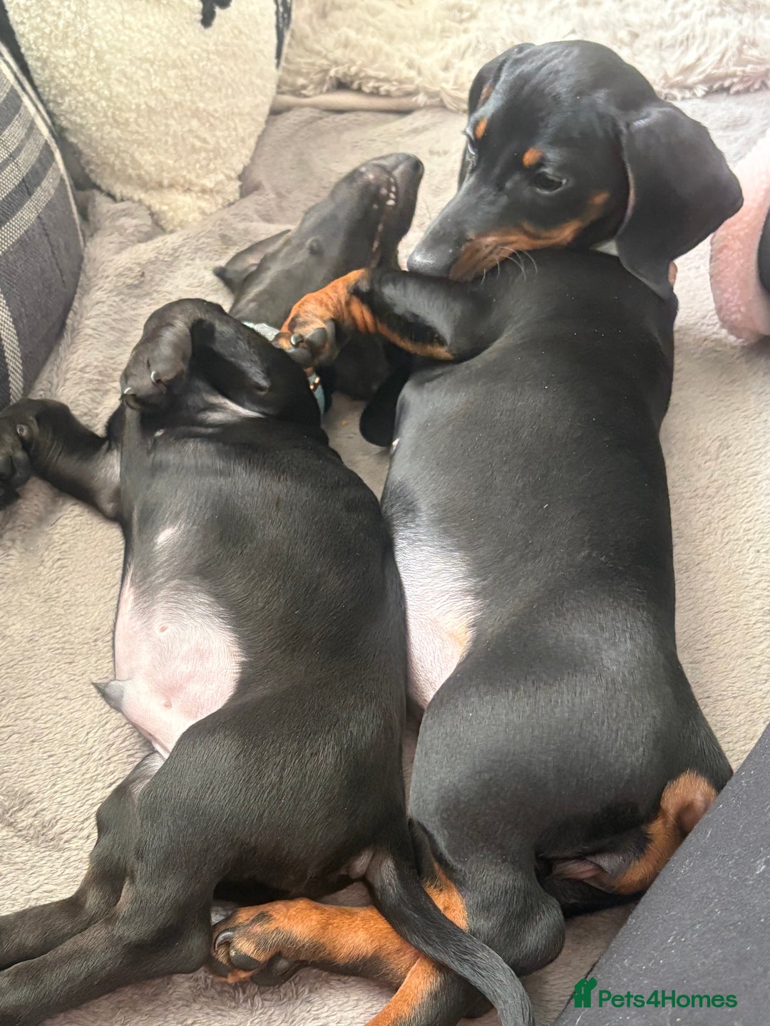 Dachshund dogs for sale: Dachshund puppy male - Advert 13