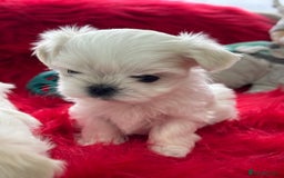 Maltese dogs for sale: 🌟Stunning Tiny Korean Maltese KC Reg🌟 - Advert 30