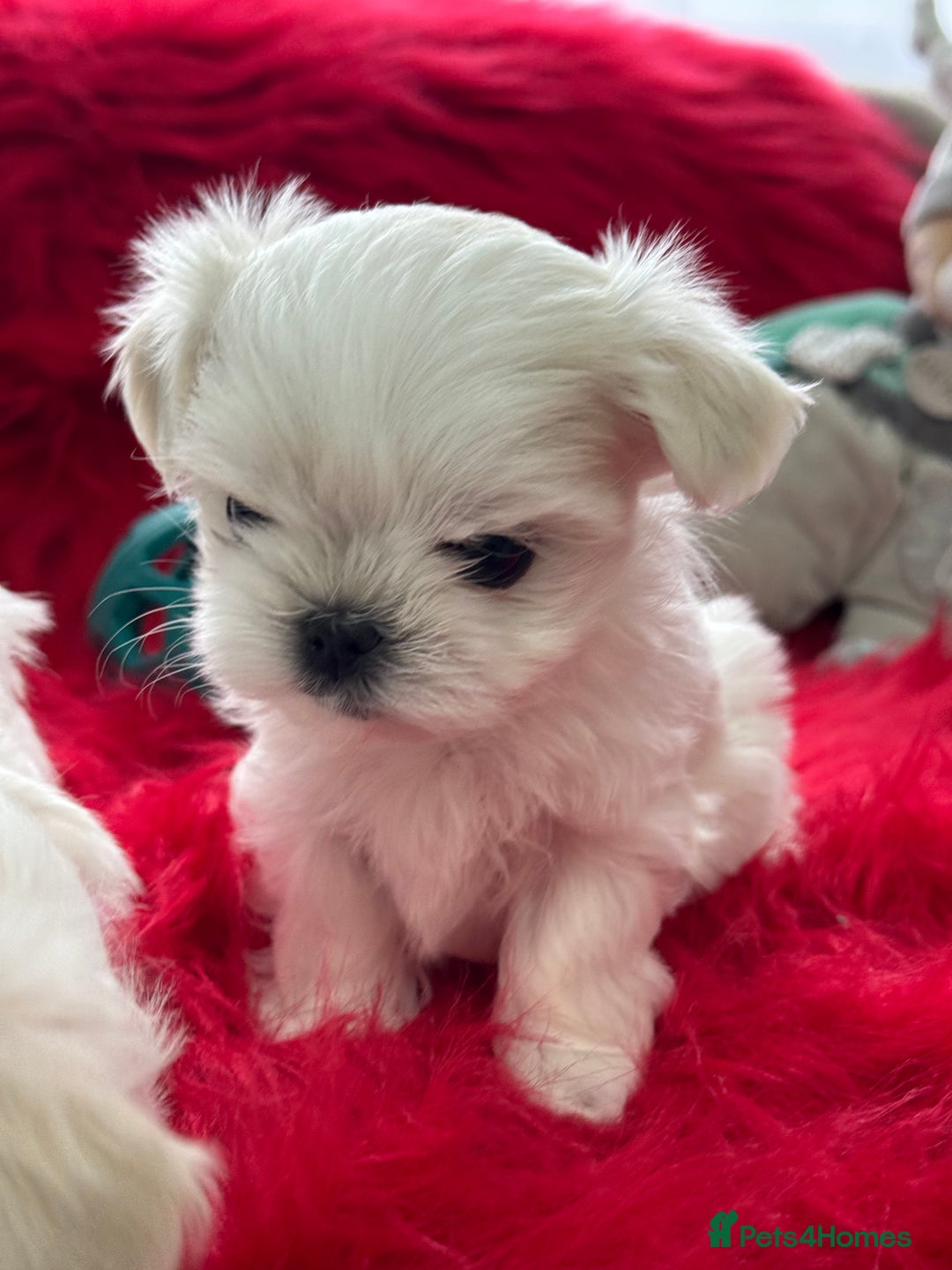 Maltese dogs for sale: 🌟Stunning Tiny Korean Maltese KC Reg🌟 - Advert 30