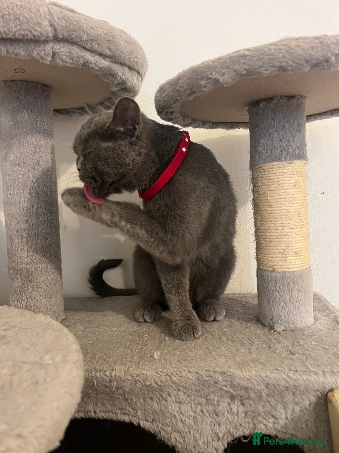 British Shorthair cats for sale: British shorthair  - Image 2