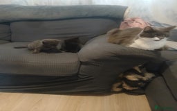Mixed Breed cats for sale: Half maine coon  - Image 3