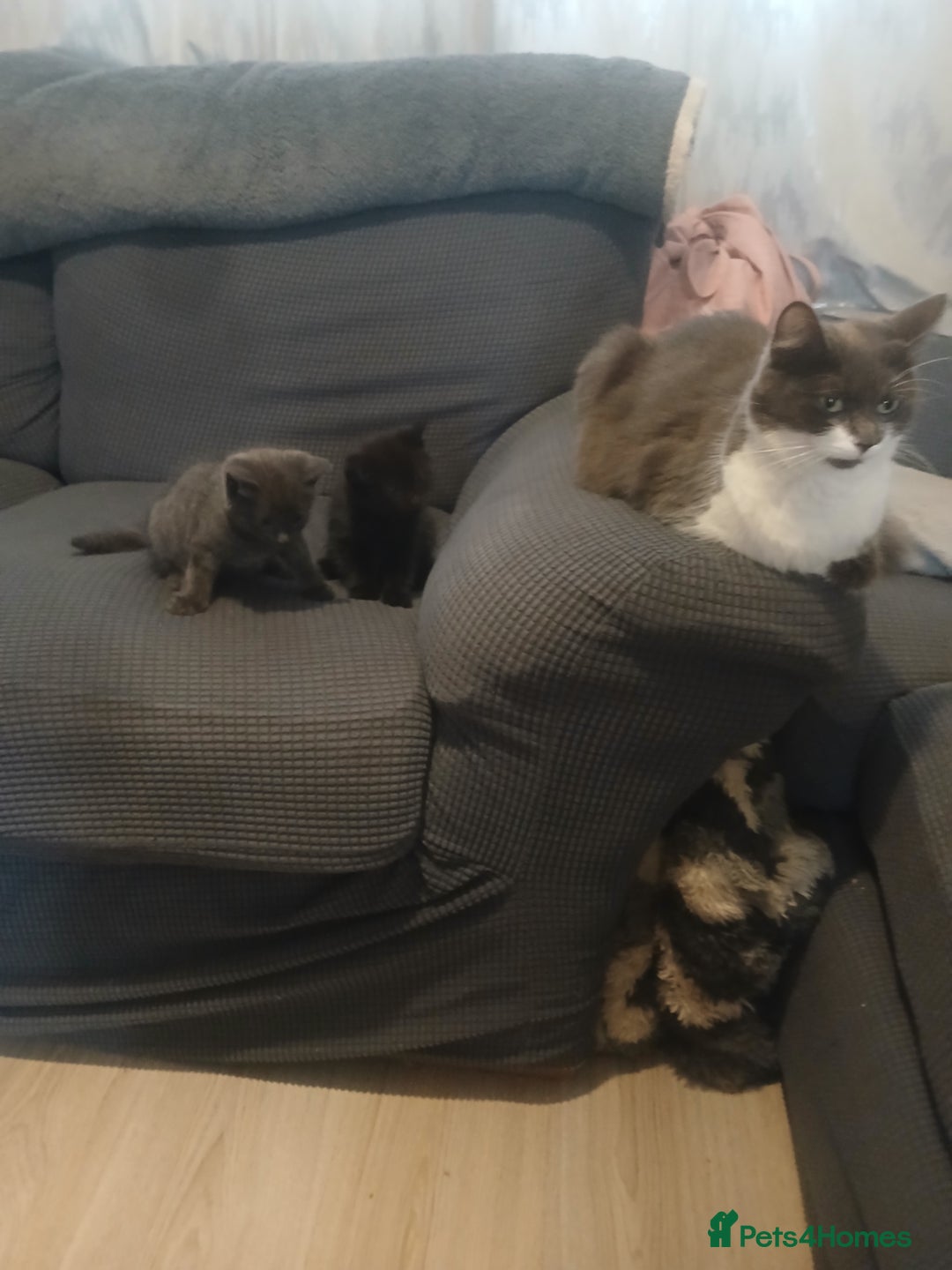 Mixed Breed cats for sale: Half maine coon  - Image 3