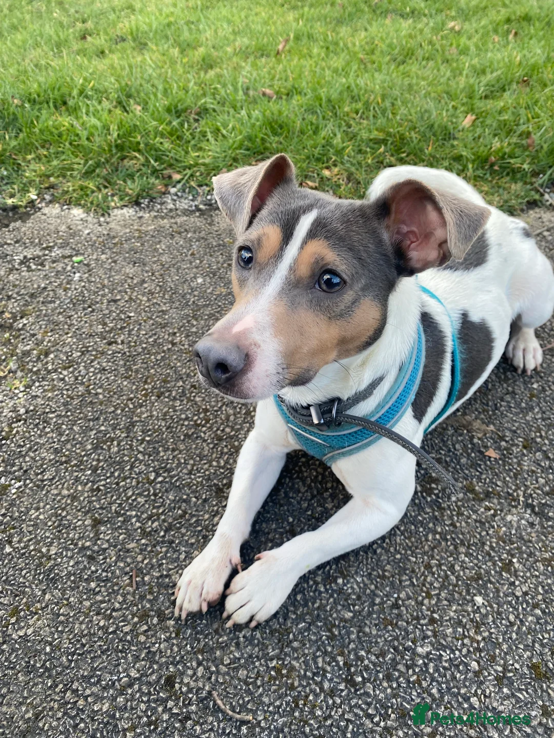Jack Russell dogs for stud: Blue tri carrying chocolate miniature Jack Russell in Bradford - Advert 2
