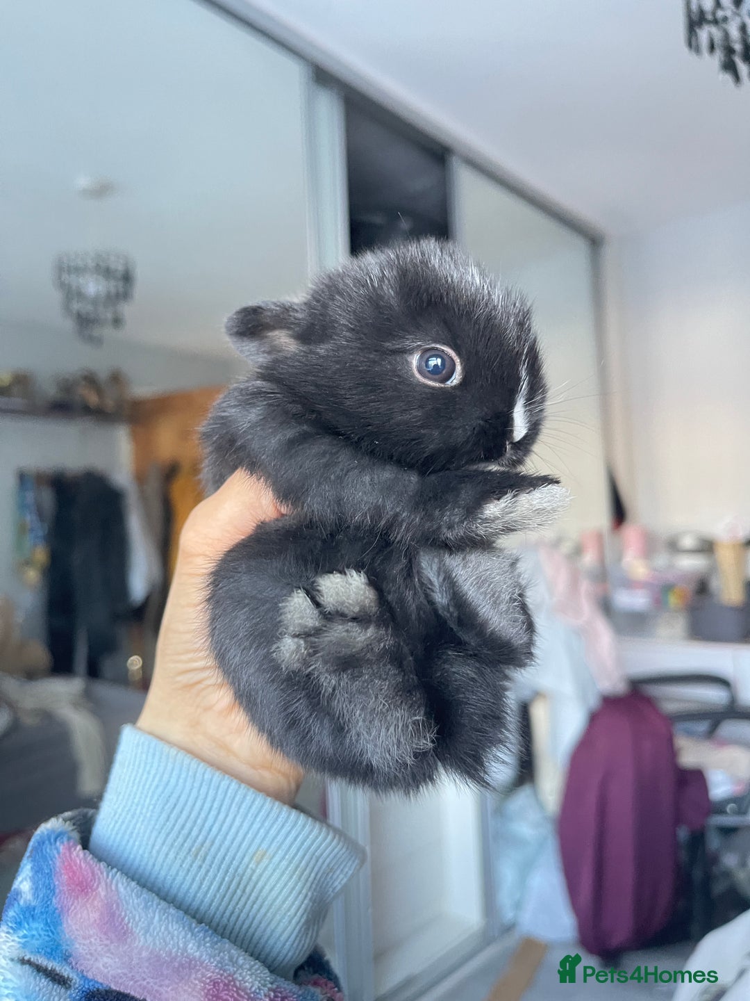 Mini Lion Lop rabbits for sale: Mini lop lion heads  - Image 4