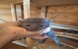 Mixed Breed cats for sale: 6x Mixed breed kittens - Image 5