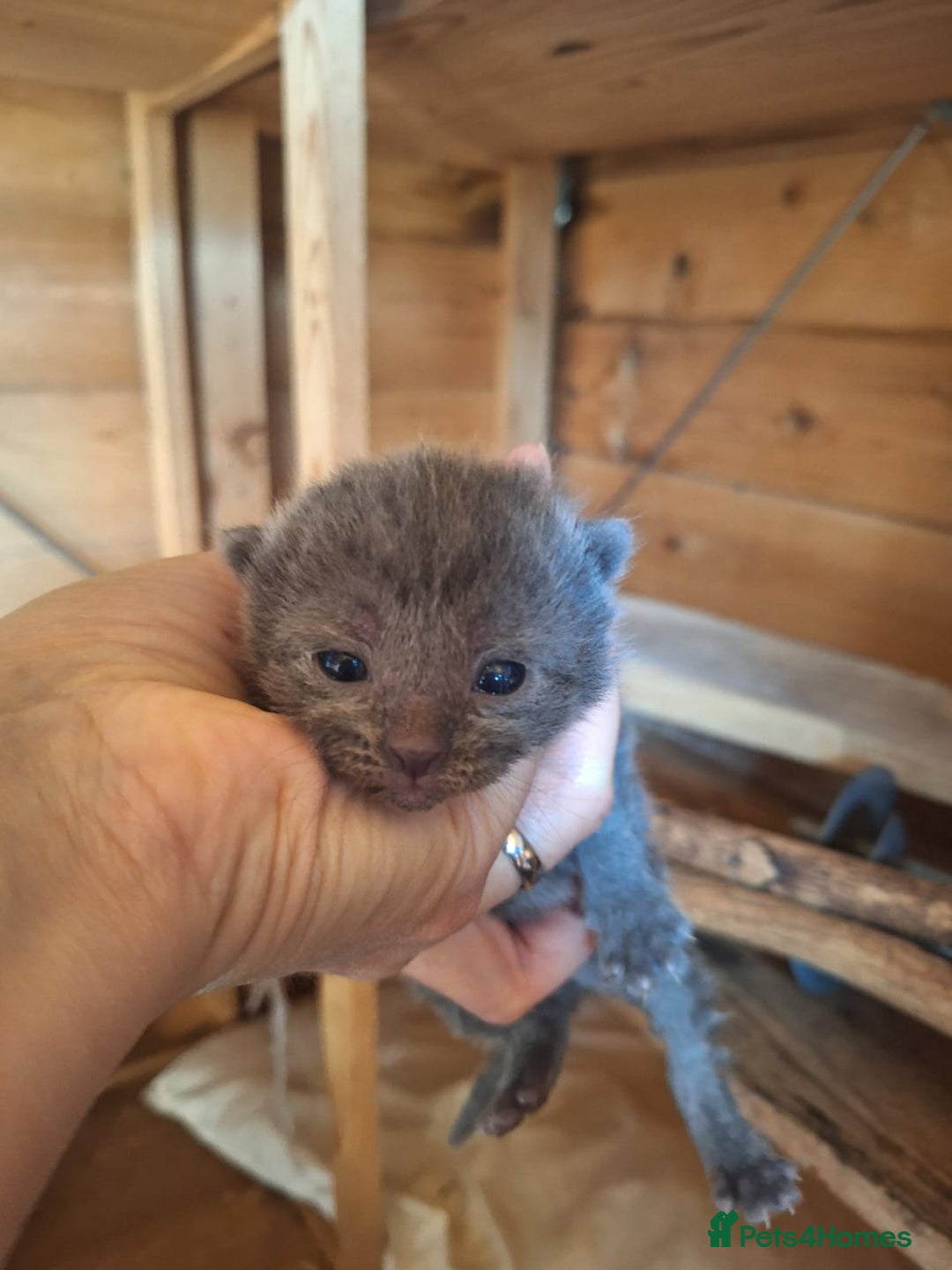 Mixed Breed cats for sale: 6x Mixed breed kittens - Image 5