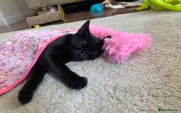 Bombay cats for sale: Kittens - Advert 16