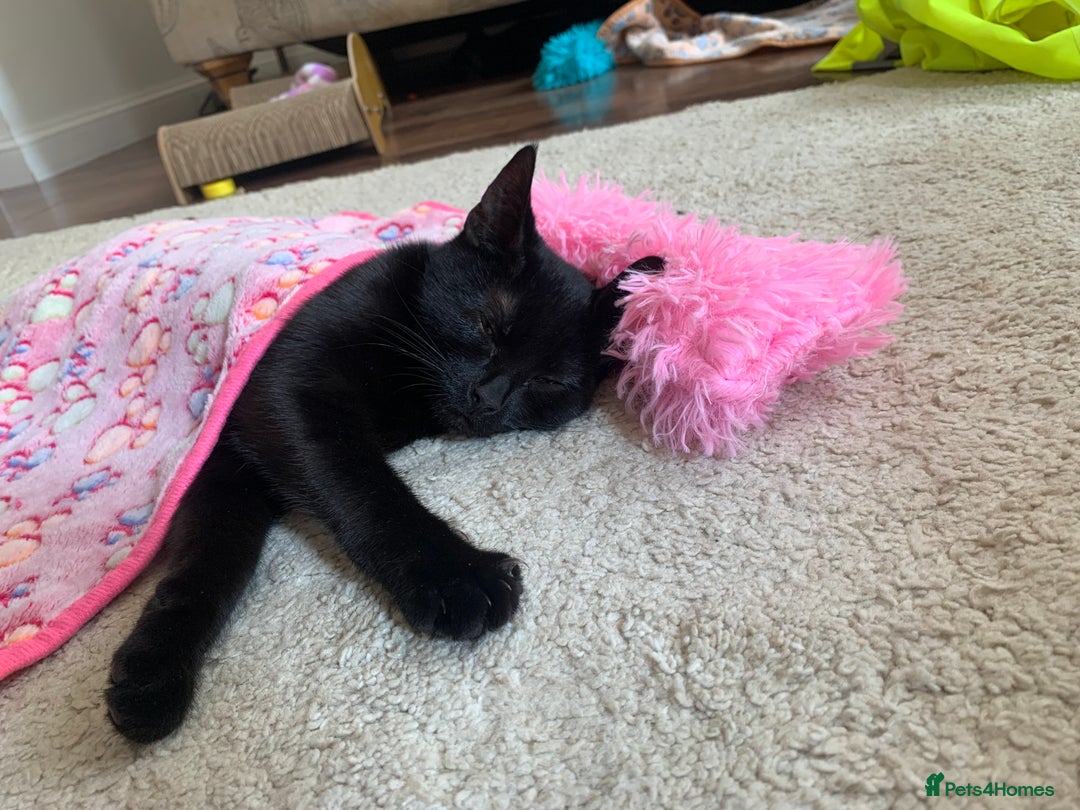 Bombay cats for sale: Kittens - Advert 16