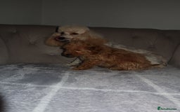 Toy Poodle dogs for sale: Toy poodle puppy - Image 5
