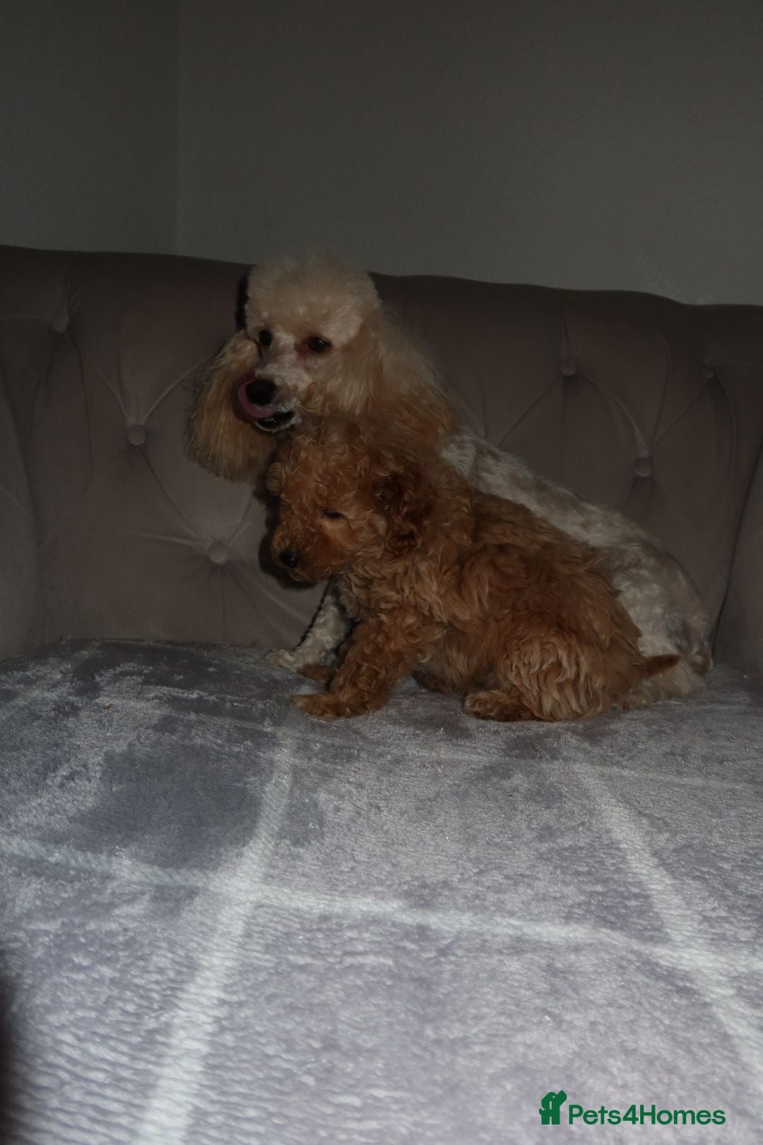 Toy Poodle dogs for sale: Toy poodle puppy - Image 5