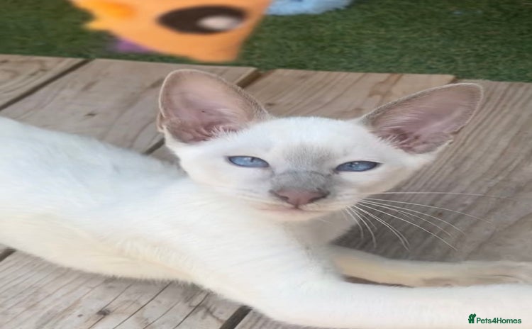 Mixed Breed cats - Advert 1
