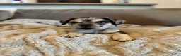 French Bulldog dogs for sale: Fluffy French bulldogs - Advert 27
