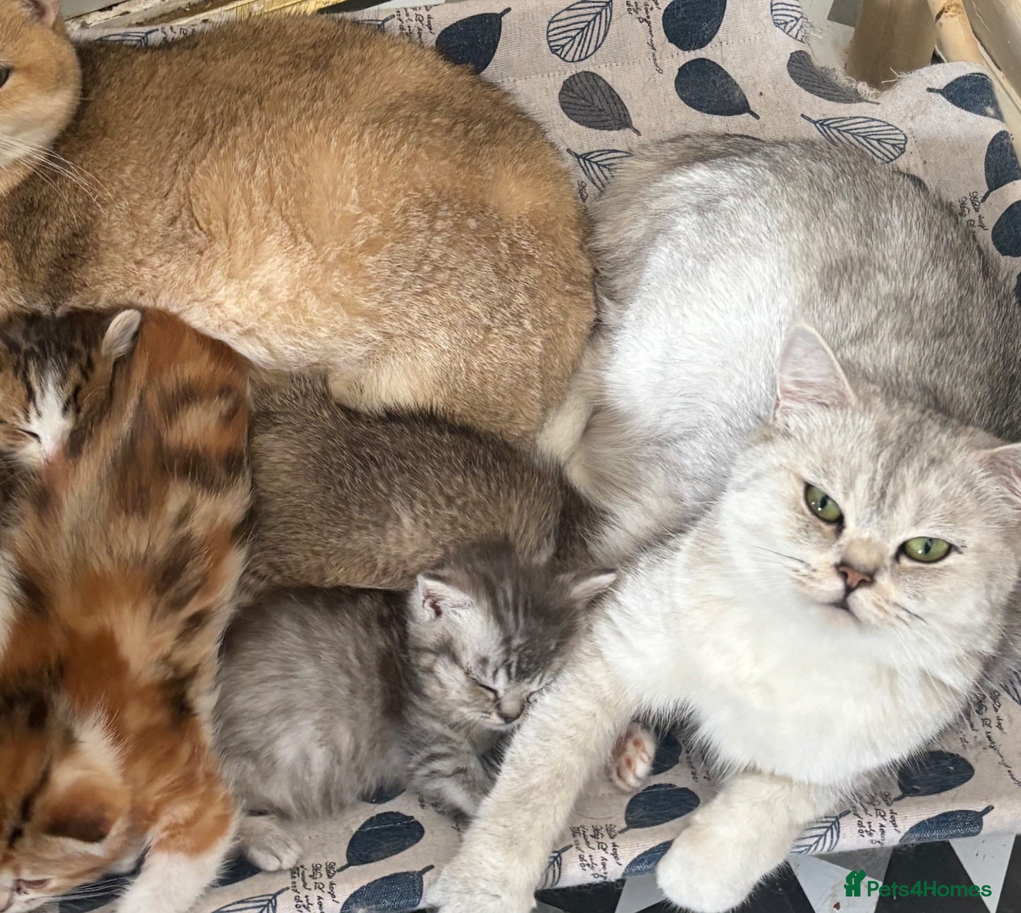 British Shorthair cats Full pedigree British shorthair available  - Advert 2