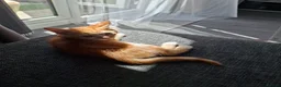Mixed Breed cats for sale: Kitten - female ginger - Advert 8