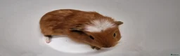 Guinea Pig rodents for sale: California x male and female Guinea pig babies  - Advert 14