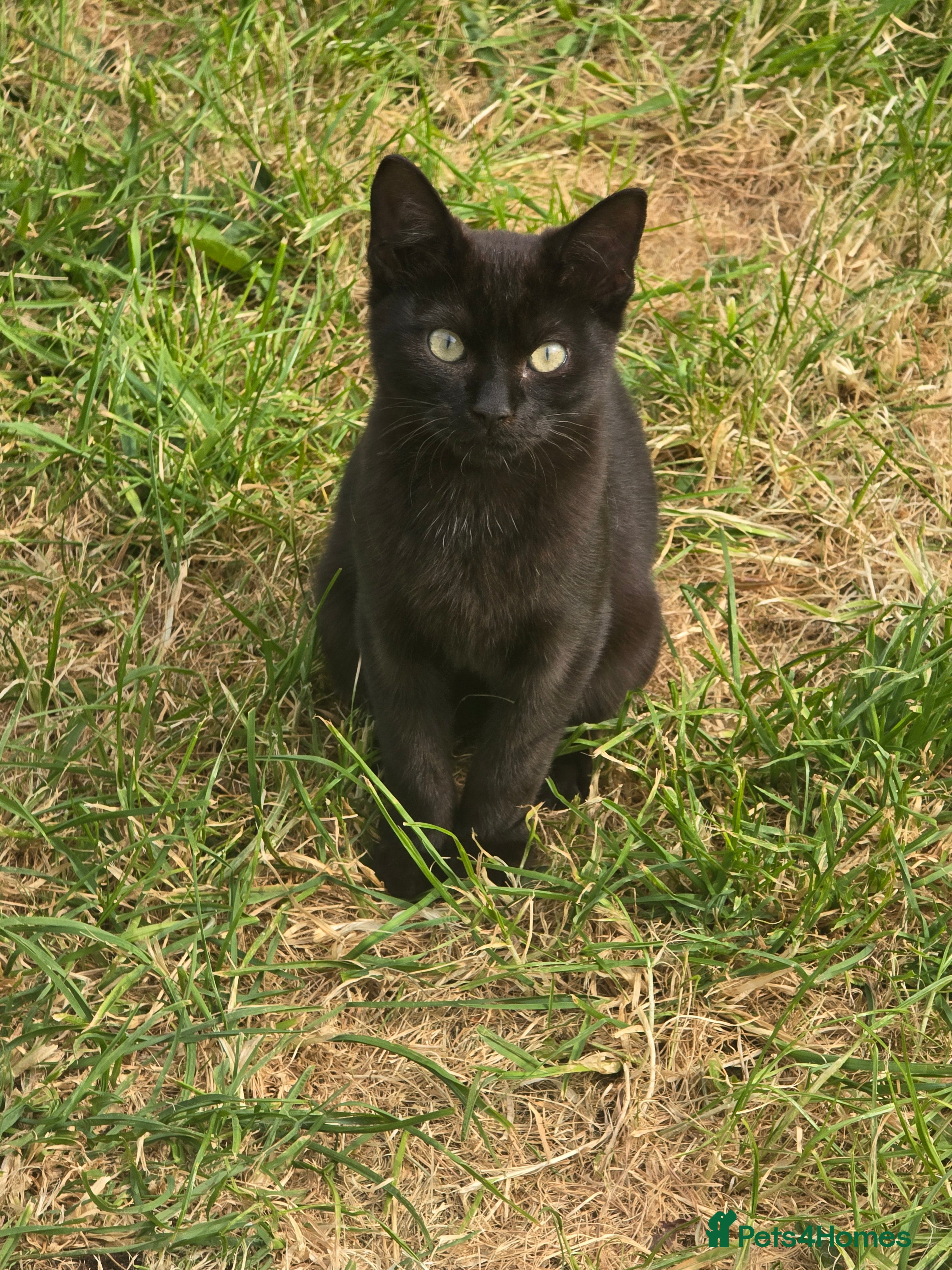 British Shorthair cats Black Kittens  - Advert 1